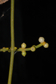 Phoradendron teretifolium